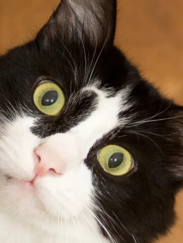 Comportamento felino: por que gatos derrubam objetos