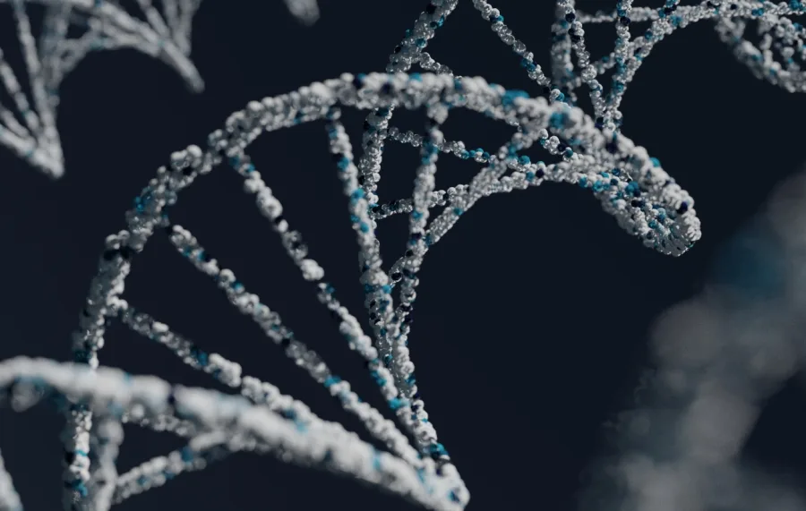 A história de como os Homo sapiens sobreviveram e os Neandertais desapareceram
