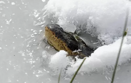 A brumação pode durar até cinco meses, dependendo da temperatura. Mesmo parecendo congelados, esses animais estão vivos e prontos para voltar à atividade quando o calor retorna.