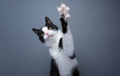Gatos derrubam objetos como parte de um comportamento natural. O ato de empurrar itens com a pata está ligado ao instinto de caça e à curiosidade da espécie em ambientes domésticos.