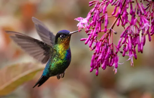 Culturas indígenas, cristãs e mexicanas associam a ave a mensagens de entes falecidos, proteção divina e energia positiva para enfrentar desafios e iniciar novos ciclos na vida.