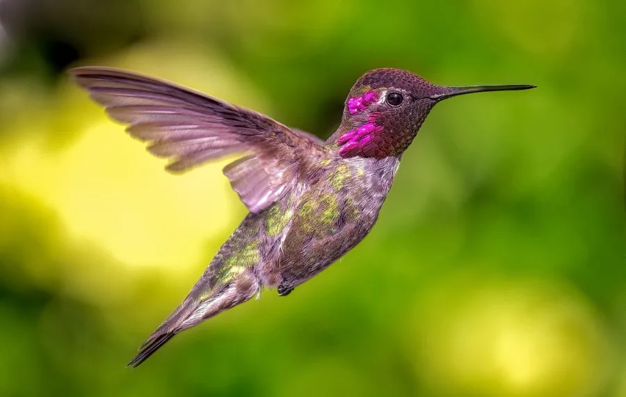Beija-flor em casa: descubra os significados espirituais e culturais dessa visita mística hoje