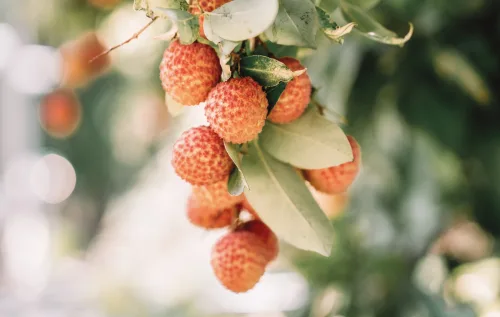 Morar em cidade grande não impede mais o cultivo de frutas. Com vasos, mudas adaptadas e sol direto, é possível montar um pomar em casa, mesmo em varandas ou quintais pequenos.
