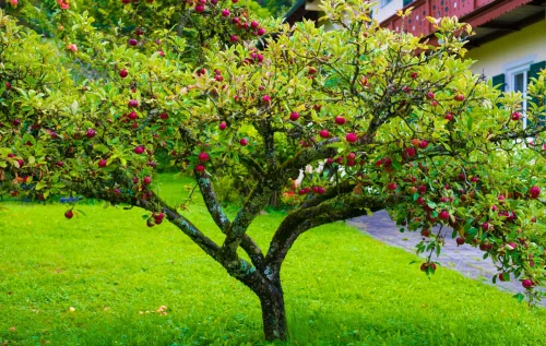Espécies como pitanga, acerola, romã e jabuticaba crescem bem em vasos. Basta usar substrato rico, garantir boa drenagem e regar com frequência, sem encharcar o solo.