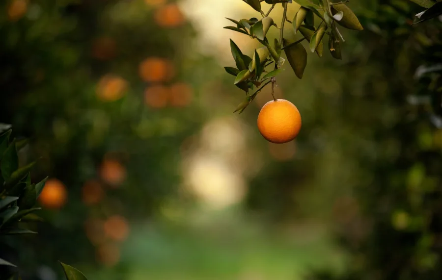 Frutíferas em casa: guia completo para cultivar pitanga, acerola e mais em pequenos espaços