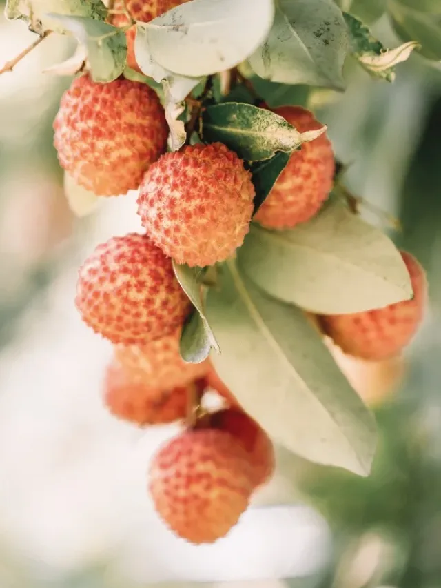 Árvores frutíferas podem ser cultivadas em vasos e quintais