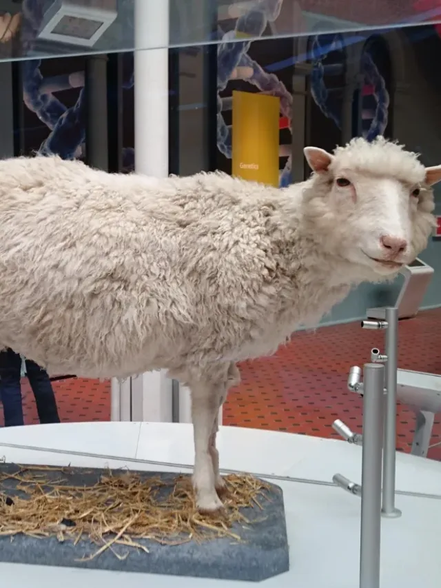 Dolly e o impacto da clonagem animal na ciência mundial