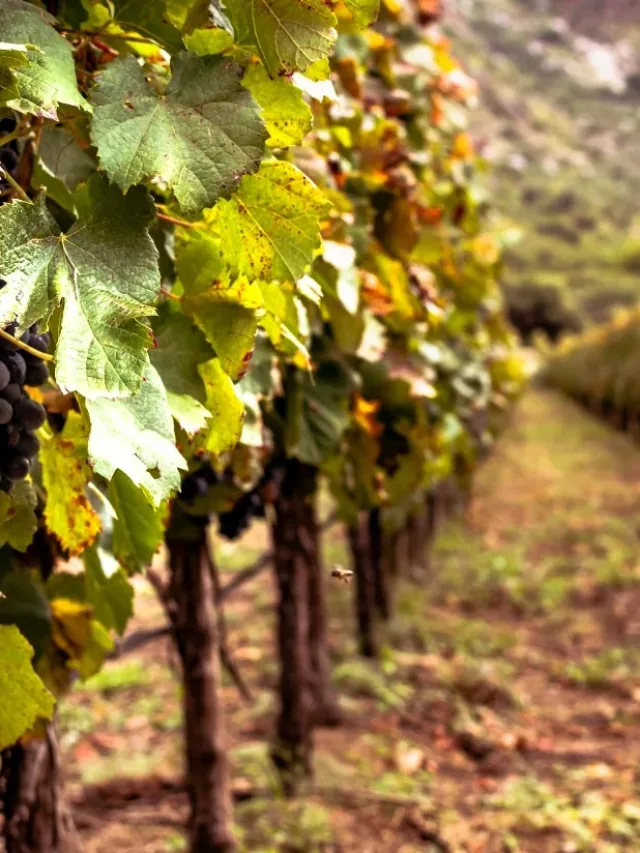 Jundiaí produz 30% dos vinhos paulistas e lidera o setor