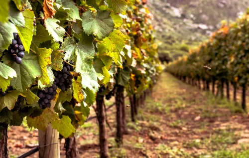 Jundiaí responde por cerca de 30% da produção vitivinícola paulista. A cidade une tradição imigrante e inovação tecnológica para impulsionar o setor no estado de São Paulo.