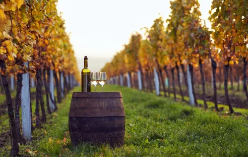 Jundiaí lidera produção de vinhos em SP, enquanto Vinhedo mantém tradição da uva com apelo turístico