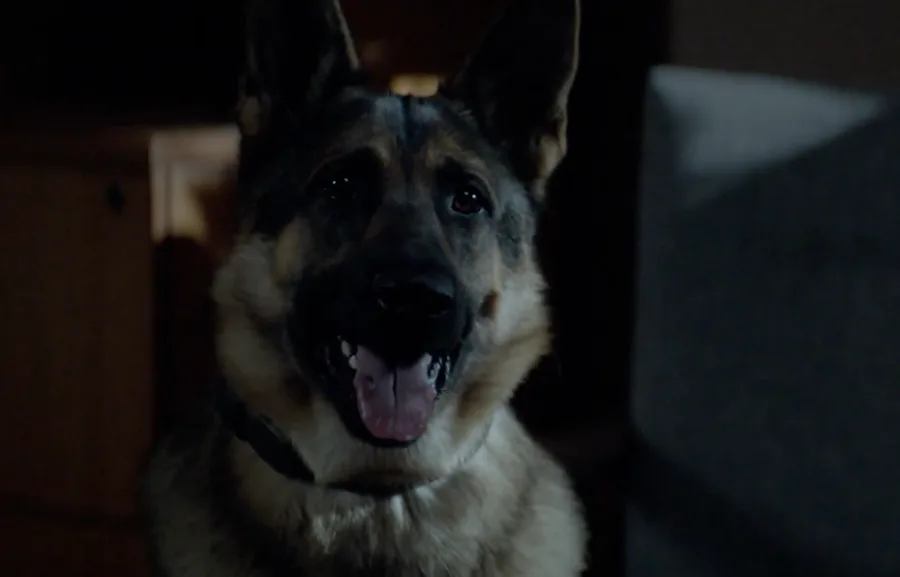 A Globo exibe hoje, às 15h30, o drama Megan Leavey, inspirado em fatos reais de uma ex-marinheira e seu cão farejador no Iraque.