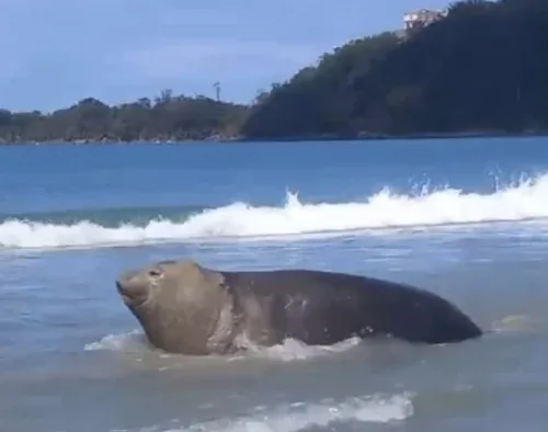 Animal gigante aparece em praia paulista em situação inusitada no litoral brasileiro