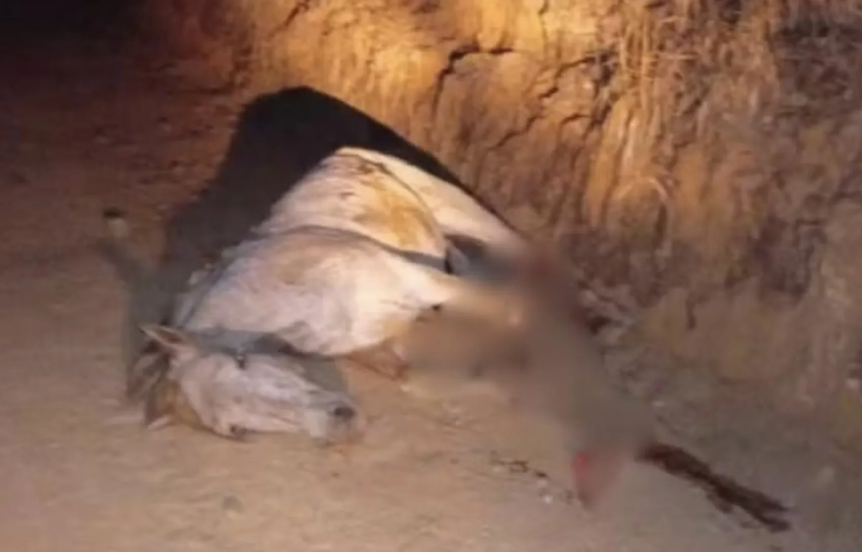 O ataque a um cavalo em Bananal durante cavalgada virou tragédia nacional. Tutor confessou golpe de facão, mas testemunhas dizem que animal ainda respirava antes da morte.