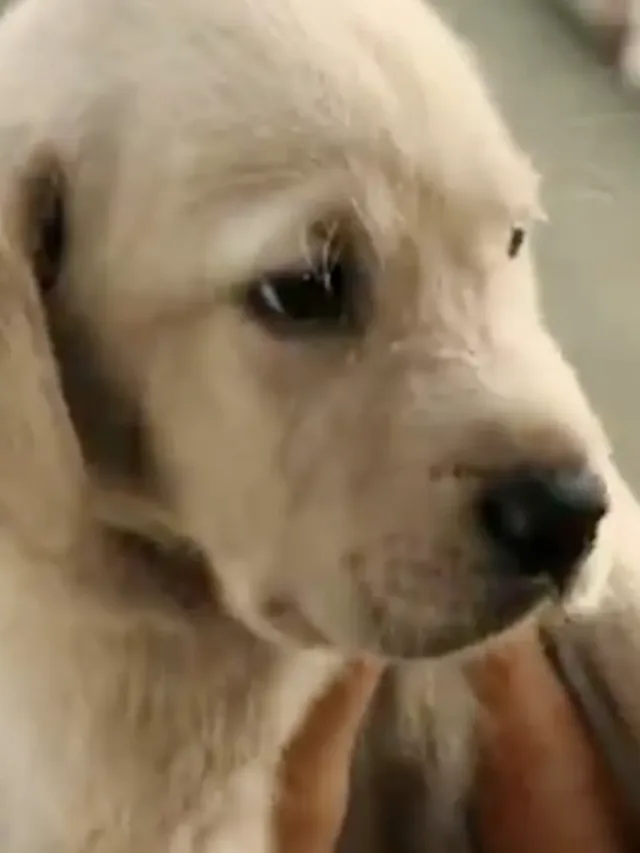 Filme da Sessão da Tarde hoje (12): um clássico – Marley & Eu