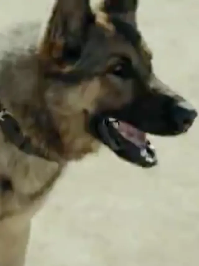 Sessão da Tarde hoje (20): Megan Leavey e cão têm coragem e lealdade