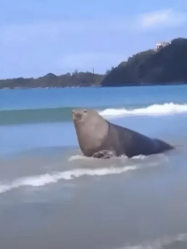 Elefante-marinho surpreende banhistas em praia do litoral de SP