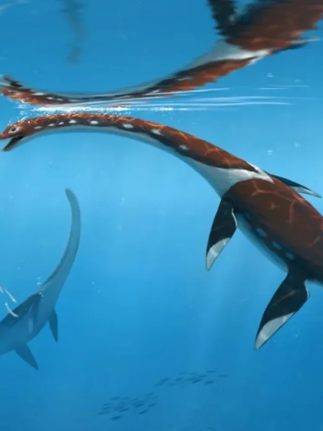 Fóssil marinho esquecido por 50 anos revela nova espécie