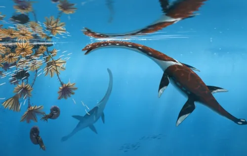 Nomeado Plesionectes longicollum, o réptil é o mais antigo já encontrado na região. Ele viveu durante o início do período Toarciano, marcado por mudanças ambientais intensas.