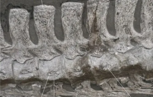 O fóssil foi encontrado em Holzmaden, no Xisto de Posidonia, e tem mais de 3 metros. A análise confirmou características únicas que o distinguem de todos os plesiossauros conhecidos.