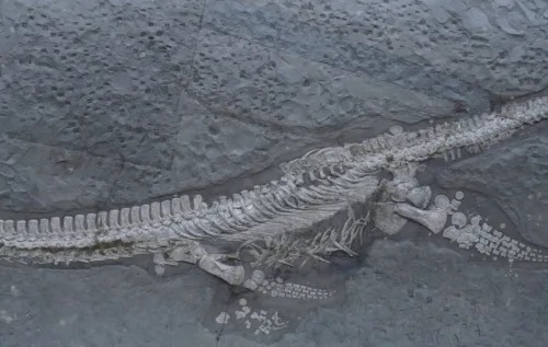 Um fóssil de réptil marinho descoberto em 1978 na Alemanha só foi estudado a fundo agora. Ele revela uma nova espécie com pescoço longo que viveu há mais de 180 milhões de anos.