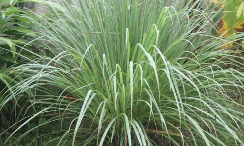 O chá natural que se destaca por benefícios no sono, alívio da ansiedade e pesquisas sobre saúde