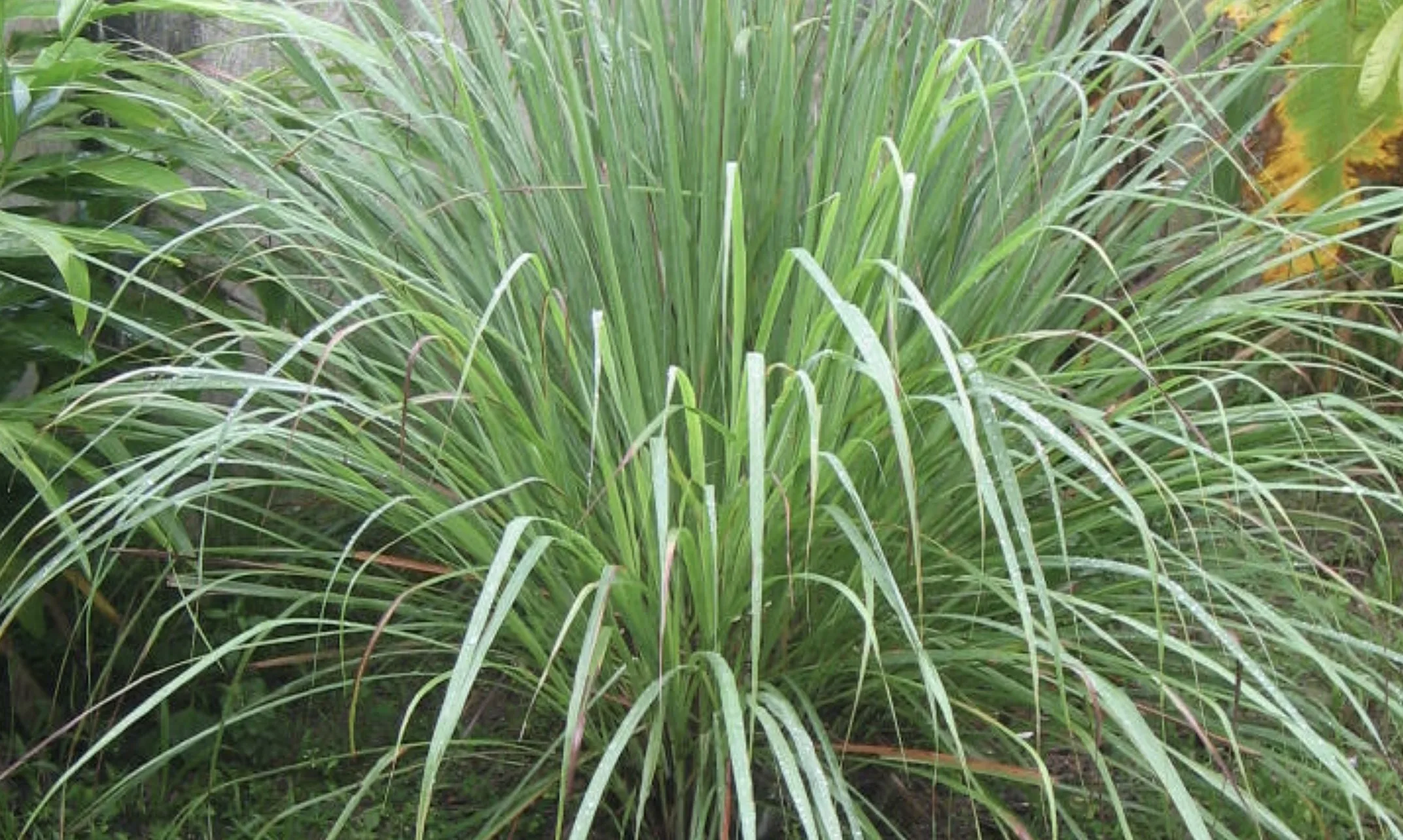 O capim-limão, popular na Ásia, ganhou espaço no Brasil por suas propriedades relaxantes e pelo chá que ajuda a reduzir a ansiedade e favorecer o sono.